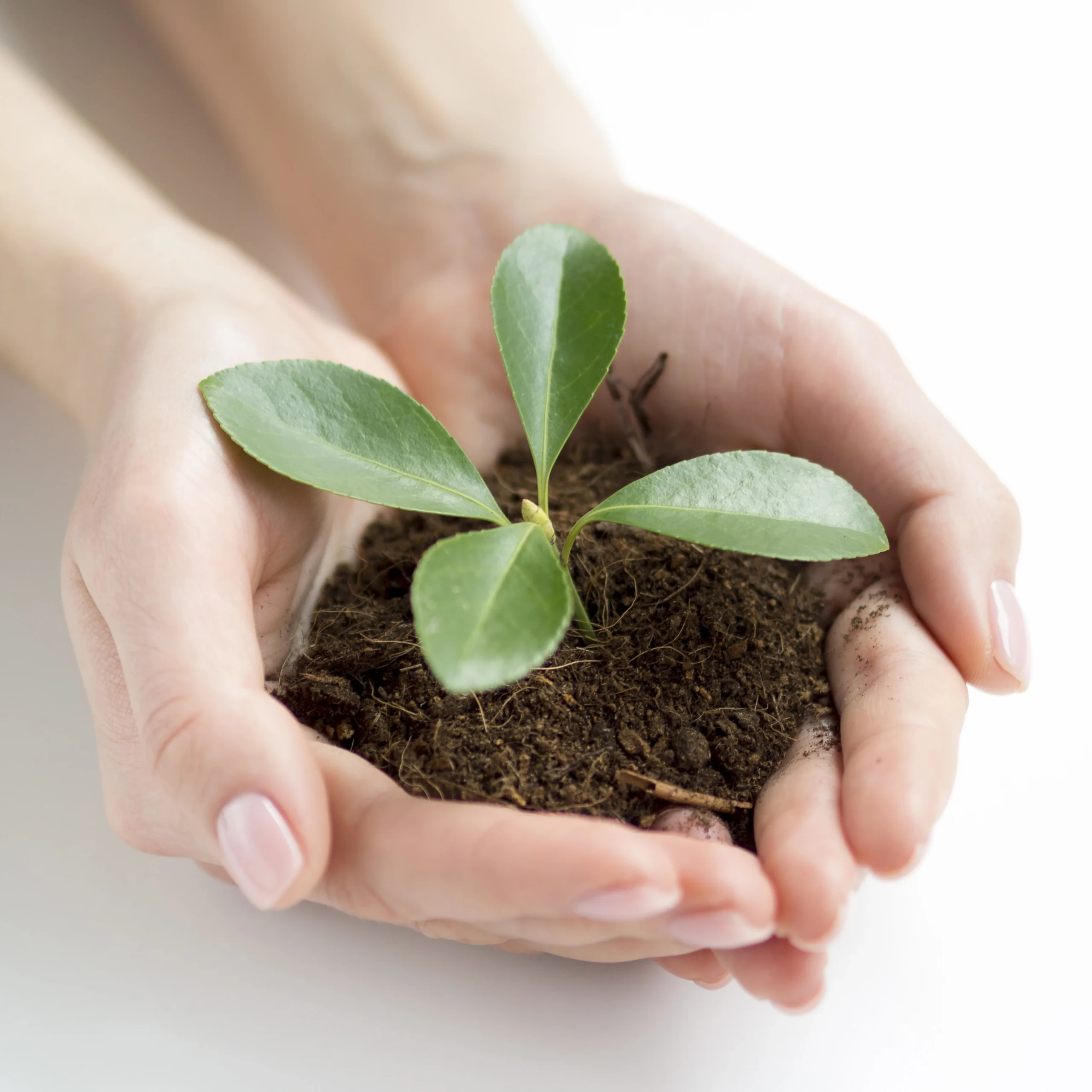 Plant Tree